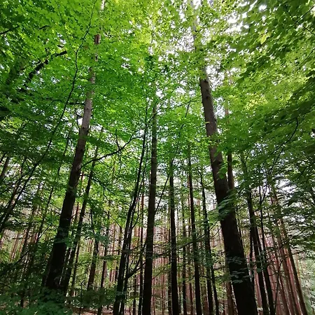 Dietlinds * Ober-Nauses