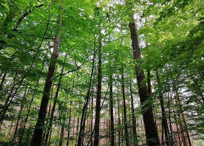 Dietlinds * Ober-Nauses